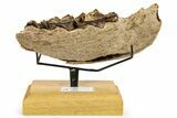 Fossil Irish Elk (Megaloceros) Jaw Section - North Sea Deposits #264733-1